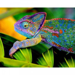 Teemanttikandid kameeleon 5D teemantmaal ristpistes teemantmosaiikn&otilde;el k&auml;sit&ouml;&ouml; 20X30CM