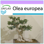 SAFLAX - Bonsai - Harilik oliiv - 20 seemet - Olea europea