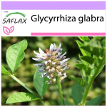 SAFLAX - Lagrits - 30 seemet - Glycyrrhiza glabra