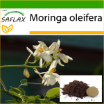 SAFLAX - M&auml;dar&otilde;igas - 10 seemet - Potisubstraadiga paremaks kasvatamiseks - Moringa oleifera