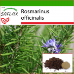 SAFLAX - Rosmariin - 100 seemet - Potisubstraadiga paremaks kasvatamiseks - Rosmarinus officinalis