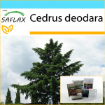 SAFLAX &ndash; kinkekomplekt &ndash; India seeder &ndash; 35 seemet &ndash; Koos kinkekarbi, kaardi, etiketi ja potisubstraadiga &ndash; Cedrus deodara