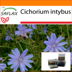 SAFLAX - Aed kotis - Sigur - 250 seemet - Substraadiga sobivas p&uuml;stijas kotis - Cichorium intybus