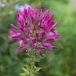250 Cleome Rose Seeds - lilletaimed - paljundatavad talupojaseemned - Semiwild