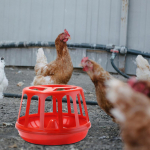 Veejaotur Baby Chick kanapaabulinnu vuti jaoks