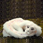 Palus m&auml;nguasi Falkor &Otilde;nnedraakon Lucky Dragon Fox Palus nukum&auml;nguasi