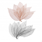 100 Pieces Natural Magnolia Skeleton Leaves Embellishment for Scrapbook crafts Bookmark