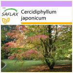 SAFLAX - Katsuratree - 200 seemet - Cercidiphyllum japonicum