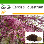 SAFLAX &ndash; Armastajapuu &ndash; 60 seemet &ndash; Potisubstraadiga paremaks kasvatamiseks &ndash; Cercis siliquastrum