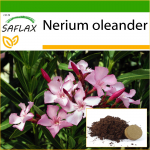 SAFLAX - Oleander - 50 seemet - Potisubstraadiga paremaks kasvatamiseks - Nerium oleander