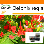 SAFLAX - Aed kotis - Flamboyant - 6 seemet - Substraadiga sobivas p&uuml;stises kotis - Delonix regia