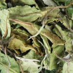 Bulk White Tea Top Yunnan Specialty Big Leaf Honey Maitse orgaaniline valge tee500g 500g