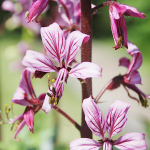 Dyptam Moses Bush roosad seemned 0,2g - VILMORIN