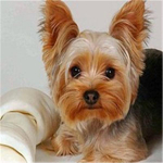 40x40cm n&auml;put&ouml;&ouml; 5D isetegemise teemantt&auml;ppidega kodukaunistus 20x20CM