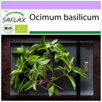 SAFLAX &ndash; Orgaaniline &ndash; Basil Thai &ndash; 250 seemet &ndash; Ocimum basilicum