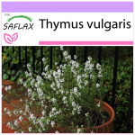 SAFLAX - Harilik t&uuml;&uuml;mian - 200 seemet - Thymus vulgaris