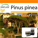 SAFLAX - Aed kotis - Kivim&auml;nd - 6 seemet - Substraadiga sobivas p&uuml;stijas kotis - Pinus pinea