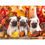 DIY 5D Teemantv&auml;rvimine Koer Teemanttikandid Armsad taksikoerad Loomad Mosaiik Ristpistes T&auml;ielik &uuml;mmargune kividekoor Avaleht Full Round 20x30CM