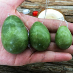 Simulatsioon Jade Egg kehamasseerija rull-n&auml;omassaaž kortsude vastu vaagnapiirkonna l&otilde;dvestav harjutus