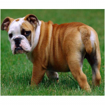 Teemantmaalimise tarvikud ristpistes t&auml;ispistega 5d inglise buldogi teemantmosaiiktikandid 20X30CM