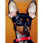 Uus 5D DIY Teemantmaaling Armas koer Teemanttikandid Loom Ristpistes T&auml;isruudukujuline &uuml;mmargune puur K&auml;sit&ouml;&ouml; Kunst Kodukaunistus Kingitus Full Round 15x20CM