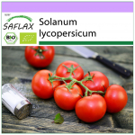 SAFLAX &ndash; Mahe &ndash; Tomat &ndash; Matina &ndash; 10 seemet &ndash; Solanum lycopersicum