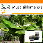 SAFLAX - Aed kotis - Darjeelingi banaan - 5 seemet - Substraadiga sobivas p&uuml;stijas kotis - Musa sikkimensis