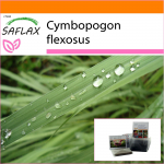 SAFLAX - Aed kotis - Sidrunhein - 50 seemet - Substraadiga sobivas p&uuml;stijas kotis - Cymbopogon flexosus