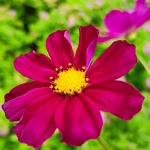 Kosmos Onętek Sensation seemnesegu 1g - VILMORIN