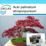 SAFLAX &ndash; Kingikomplekt &ndash; Bonsai &ndash; Punane Jaapani vaher &ndash; 20 seemet &ndash; Koos kinkekarbi, kaardi, etiketi ja potisubstraadiga &ndash; Acer palmatum