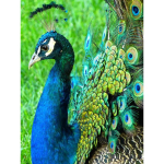 DIY PEACOCK 5D Teemantmaal T&auml;is&uuml;mmargune puur BIRDS Teemanttikandid Ristpistes Mosaiikkomplektid Vaigust seinakunst Kodukaunistus Full Round 60x90CM