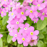 Roosad unustamata seemned 0,3g - VILMORIN