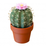 Kaktuse Soola ja Pipra Soolan&otilde;ude Komplekt Lehviklille Disainiga K&ouml;&ouml;gi Uudsus V&uuml;rtside Jaotur Kodu soolakingitus toidunautlejatele