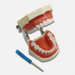 1 komplekt Hambaravi T&uuml;podont Mudel Demonstratsioon Eemaldatava Hambaga Hambaravi mudel igemed hambad &Otilde;ppemudel Standard Hambamudel Hambaarsti kingitus 1 set