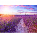 5D DIY Teemantmaali Kleebis Purpur Lavendel Pilt Kodu Seinakunst T&auml;ispuurimisristpiste 20X30CM