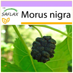 SAFLAX - Must mooruspuu - 200 seemet - Morus nigra