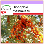 SAFLAX - Astelpaju - 40 seemet - Hippophae rhamnoides