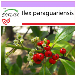 SAFLAX - Yerba mate - 10 seemet - Ilex paraguariensis