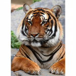 DIY Tiger 5D Teemantmaal t&auml;isring puur Loom Teemanttikandid Ristpistes Mosaiik Komplektid Vaigust seina kunst Kodukaunistus Full Round 20x30CM