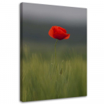 L&otilde;uenditr&uuml;kk Poppy Field Nature 40x60 punane
