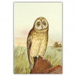 Vintage kunst &Ouml;&ouml;kull l&otilde;uend Maalimine Elutuba Seinakunst Loomade maastik Plakat Magamistoa Koridor Kodukaunistus Mural Ilma raamita 21*30cm