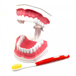 1 komplekt Hambahammaste mudelharjade &otilde;petamise mudelid Hambaravi t&auml;iskasvanutele m&otilde;eldud standardne suumudel Alusharidus lastele Hammaste mudelid 1 set