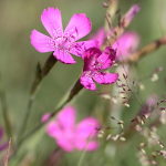 Nelgi Kartuzeki lilleseemned aeda, suured saagid