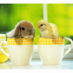 Head lihav&otilde;ttemunad Teemantmaal T&auml;is&uuml;mar teemanttikandid Ristpistes V&auml;rviline pilt kivist teemantmosaiigist Full Round 20x30CM