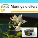 SAFLAX - Kingikomplekt - M&auml;dar&otilde;igas - 10 seemet - Koos kinkekarbi, kaardi, etiketi ja potisubstraadiga - Moringa oleifera
