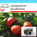 SAFLAX - Kinkekomplekt - Tomat - Rose de Berne - 10 seemet - Koos kinkekarbi, kaardi, etiketi ja potisubstraadiga - Lycopersicon esculentum