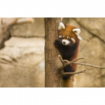 5D DIY Teemantmaaling Loomade ristpistega kividest pildid T&auml;ielik teemanttikandid pesukaru ristpistes komplekt Kodukaunistuse kingitus Full Round 20x30CM