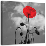 L&otilde;uenditr&uuml;kk Red Poppy Flowers Nature 30x30 punane