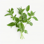 150 Graines de Basilic Citron