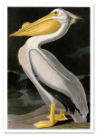Plakat pelikan ptak vintage 30x40 cm